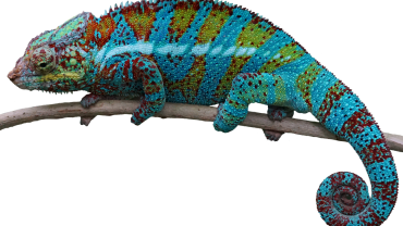 chameleon lizard names