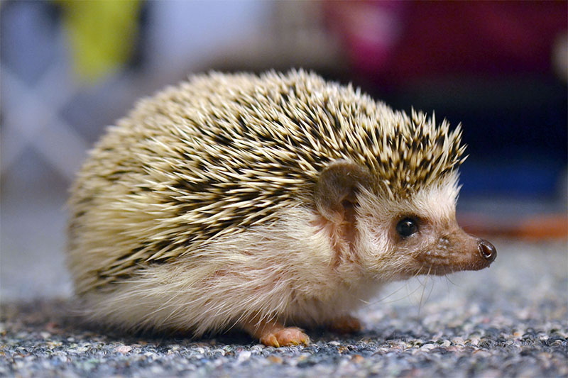 cute-hedgehog