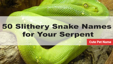 banner of the article "50 Slithery Snake Names for Your Serpent" with the green python snake as its background