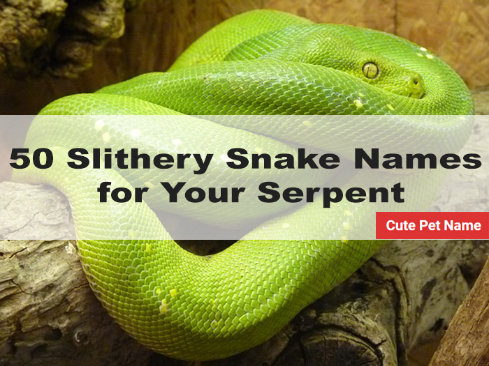 Snake Names: 50 Dark, Fictional And Funny Names for Your Pet Snake