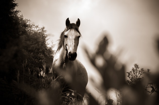 black and white photo of a beautiful horse in wild