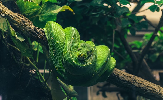 a green python snake curl up in a branch