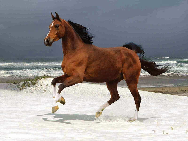 Fast Running Horse img