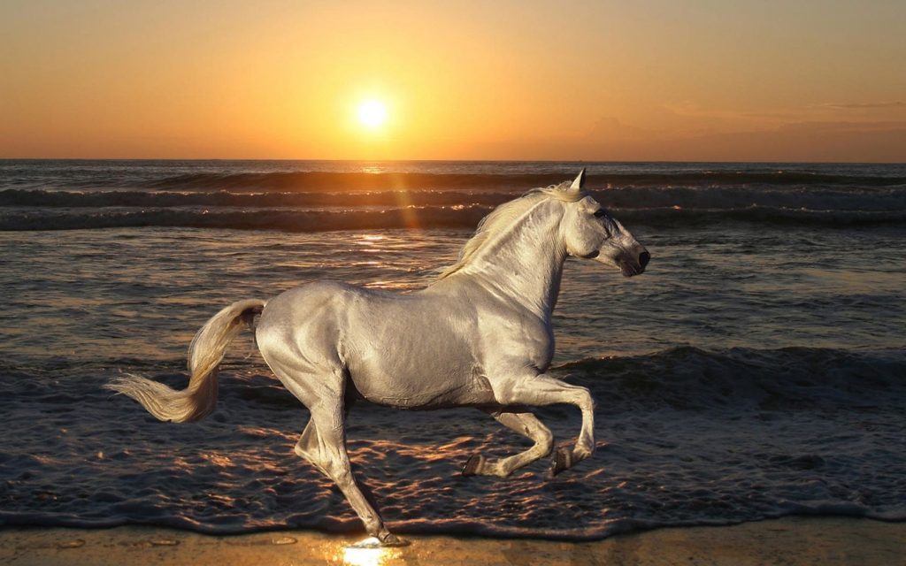 Silver horse img