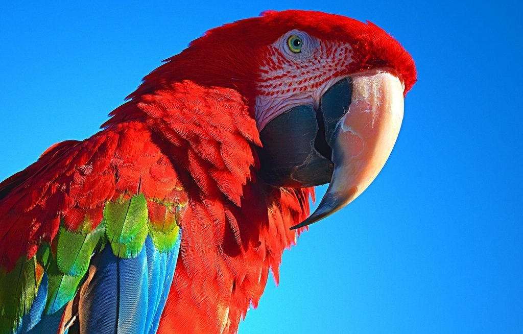 female parrots name img