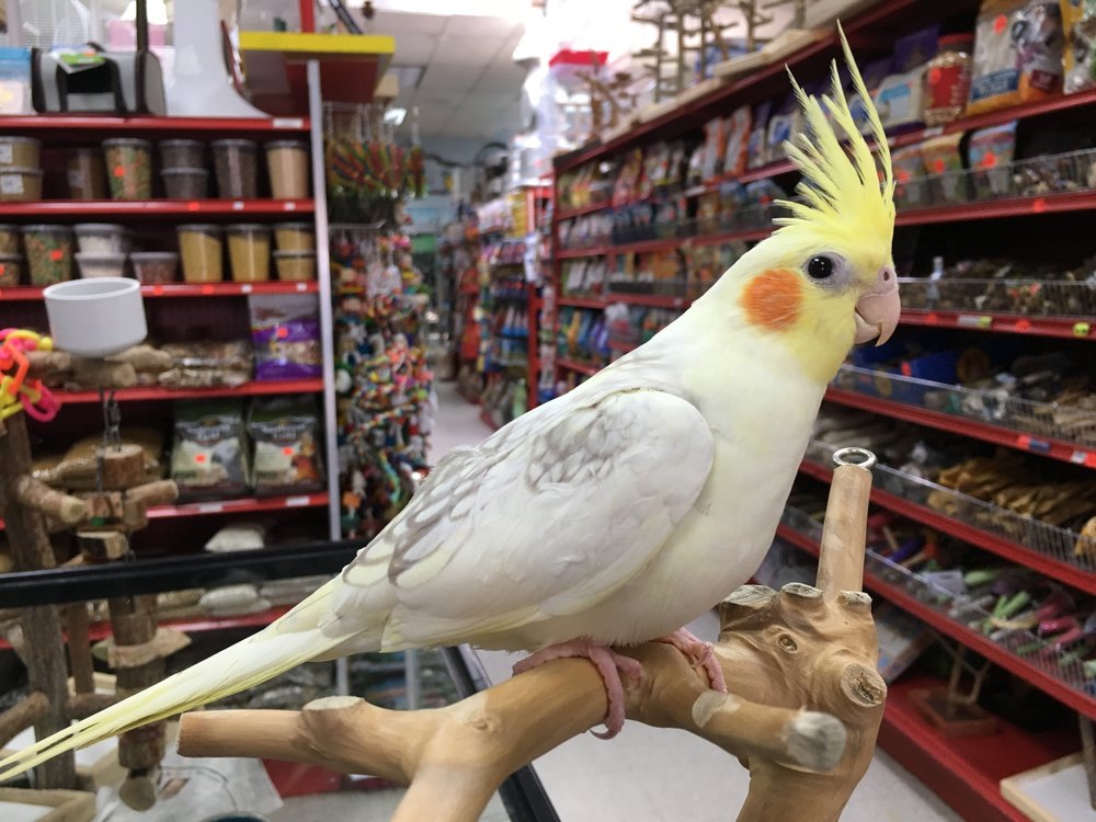 a white Cockatiel bird on a pet shop