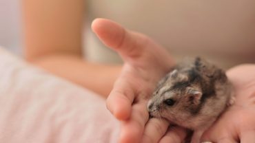 a hamster being held by a woman's hand
