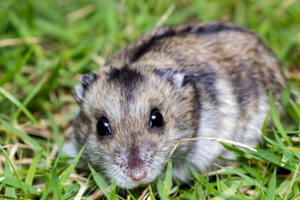hamster on the grass