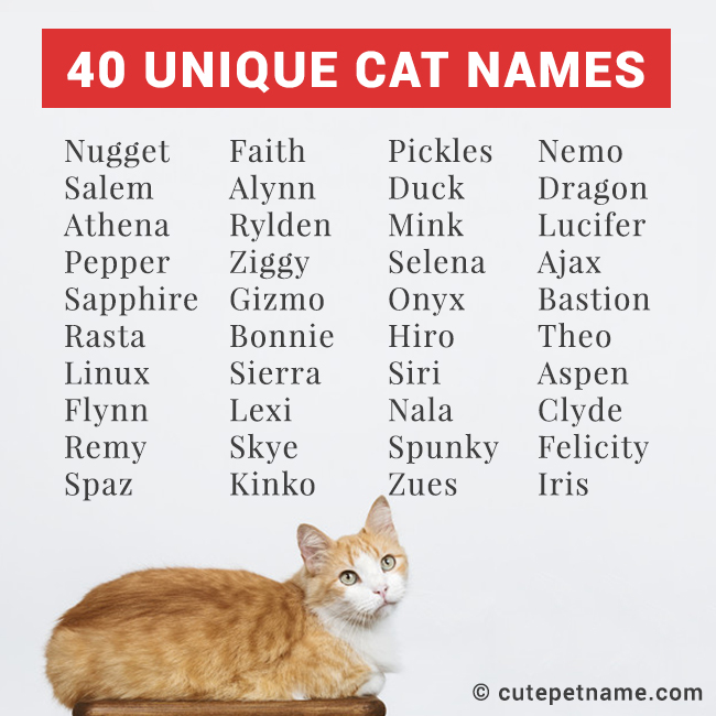 40 Unique Cat Names