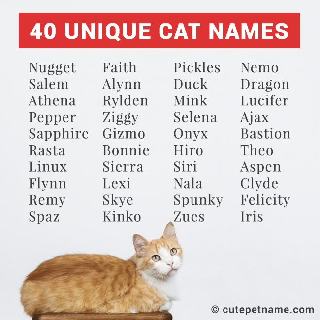 Cute Girl Cat Names List - All About Foto Cute Cat Mretmlle.Com