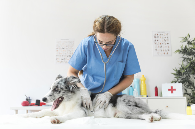 Veterinarian checking the health of the dog