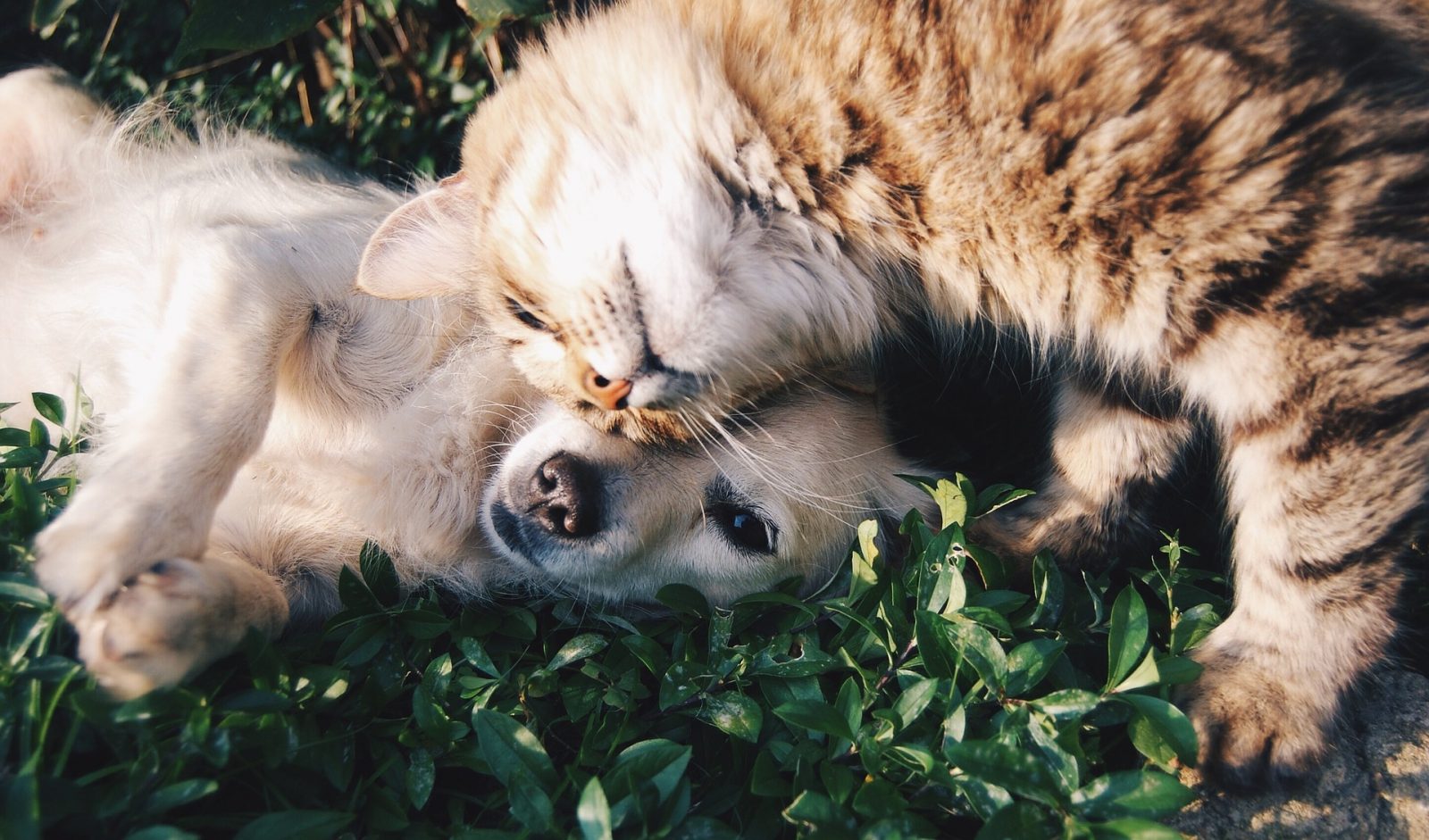a tabby cat playing nicely with a golden retriever puppy