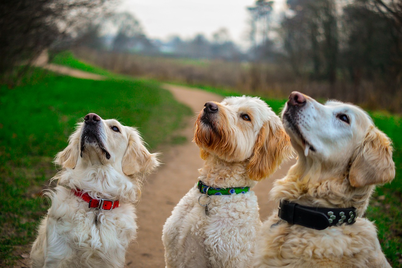 three dogs looking up
