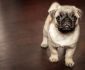7 Step-by-Step Instructions on How to Teach a Dog Its Name