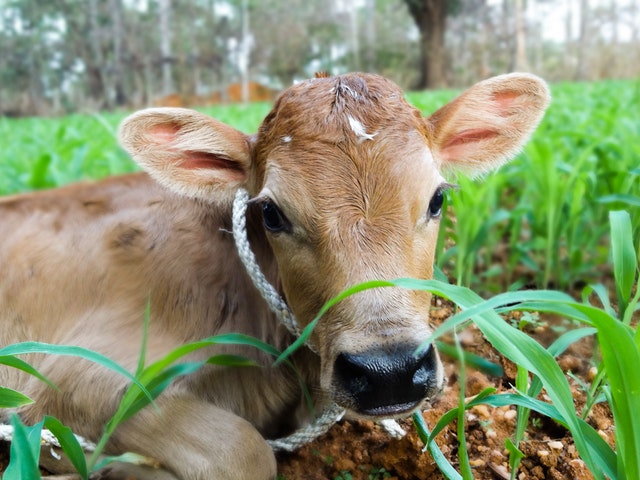 a brown and small calf with rope around her neck