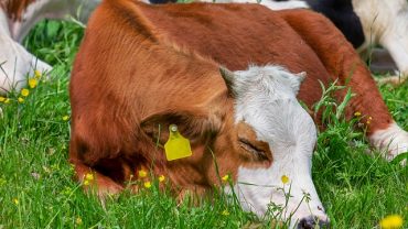 small calf sleeping on the green pasture and may be named after one of the cutest cow names