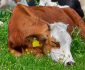 small calf sleeping on the green pasture and may be named after one of the cutest cow names