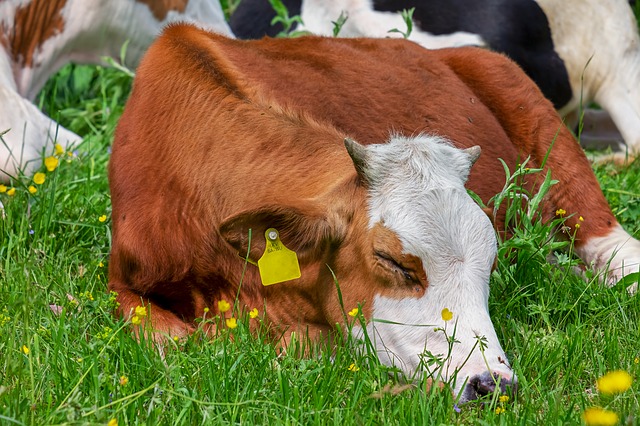 small calf sleeping on the green pasture and may be named after one of the cutest cow names