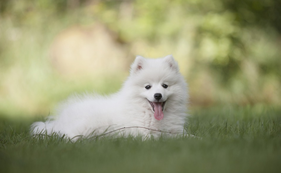 white dog lying in a green grass
