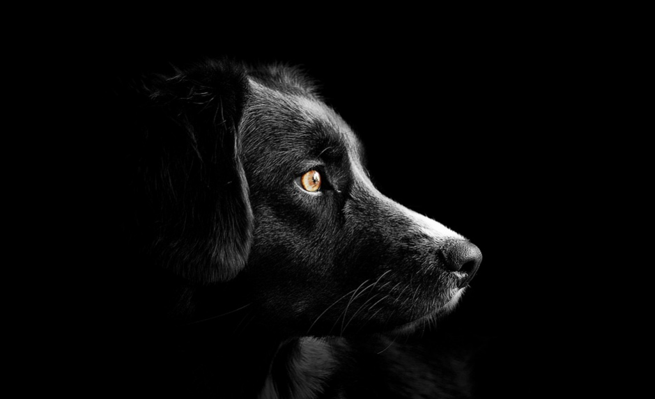 black head of a dog against black background