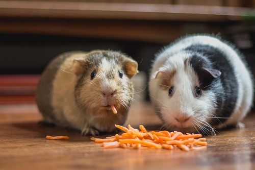 guinea pig eating carrot